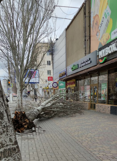 У ТЦ «Ворошиловский» с корнем вырвало дерево