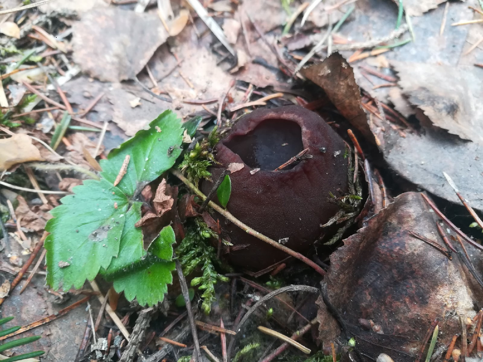 Вы встречали в лесах такие виды грибов? 