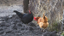 Власти Самарской области заплатят фермерам за уничтоженных кур и гусей