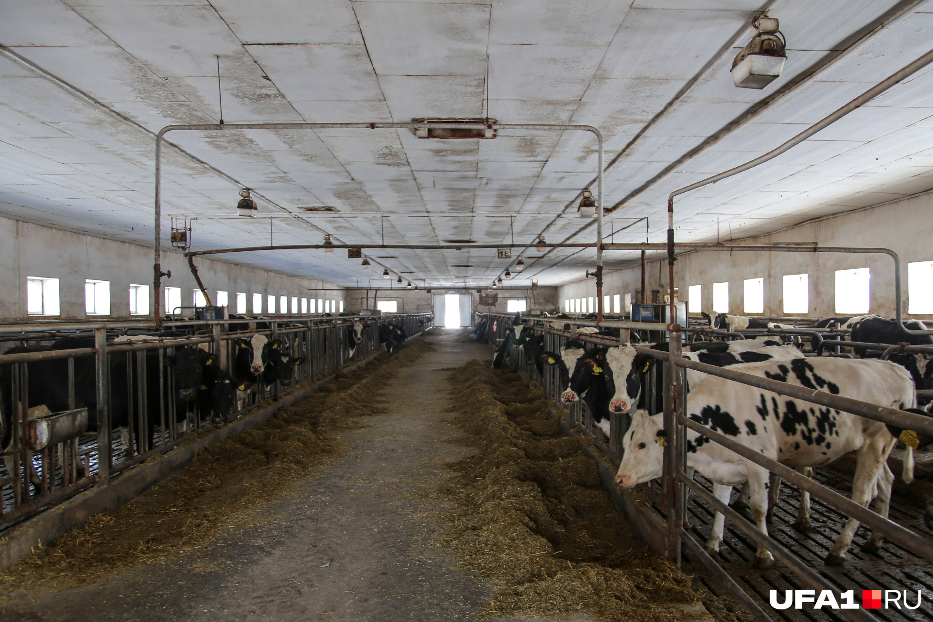По словам директора совхоза, коровы должны содержаться в холодных помещениях, поэтому использование систем отопления на ферме не предусмотрено
