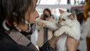 В Новосибирске прошла выставка-раздача бездомных <nobr class="_">животных —</nobr> 10 фото котиков, которые ищут свою семью