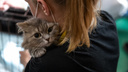 В Новосибирске прошла ярмарка по раздаче животных — посмотрите на котов и собак, которые ищут дом