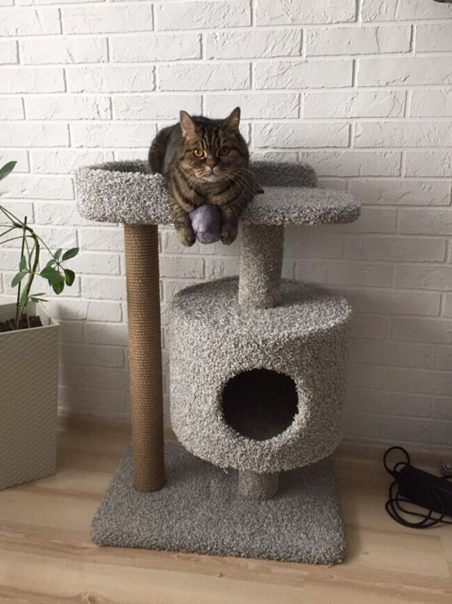 Некоторые кошки любят прятаться Некоторые кошки любят прятаться