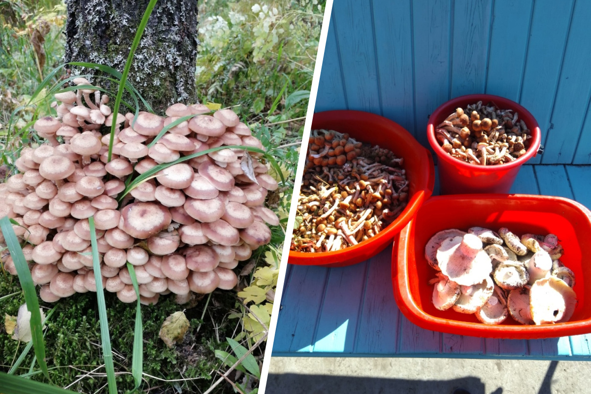 Опята и другие грибы можно найти недалеко от Красноярска