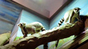 Лемурный лямур: в зоопарке после долгой разлуки воссоединилось семейство приматов. Нежное видео