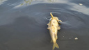 «Идет сплошным потоком»: у истока Которосли массово всплывает мертвая рыба