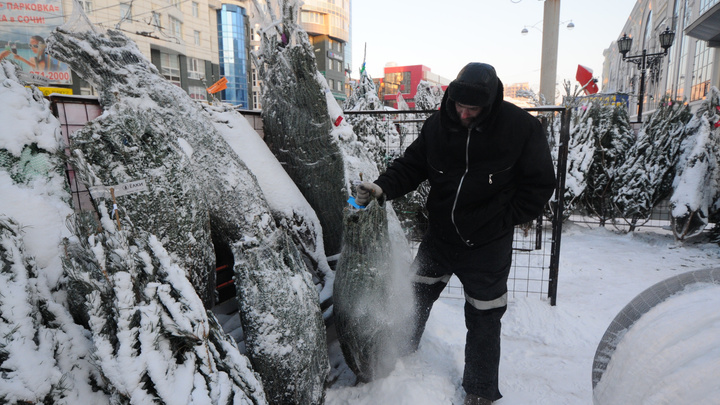 Пустят на опилки. В Екатеринбурге впервые откроются пункты приема новогодних елок