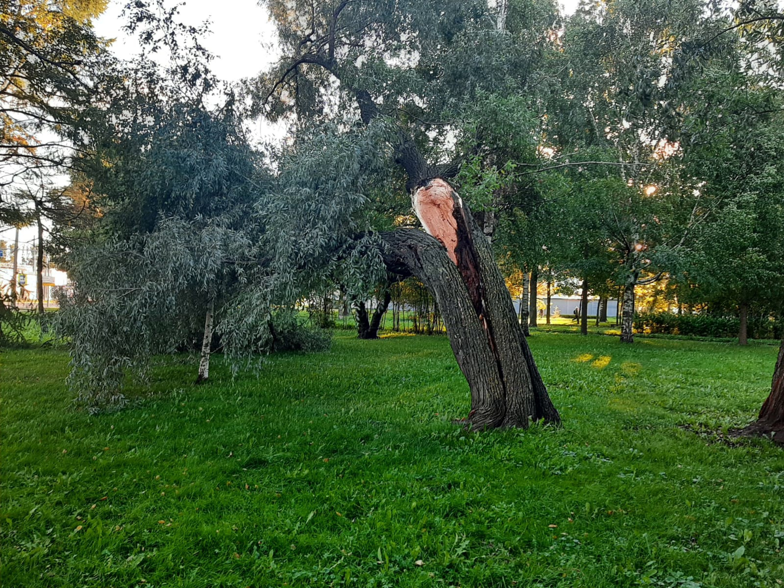 Дерево засохнуло пять. Повалило деревья в Санкт-Петербурге. Дерево на ветру. Гибкое дерево на ветру. Гибкие большие деревья на ветру.