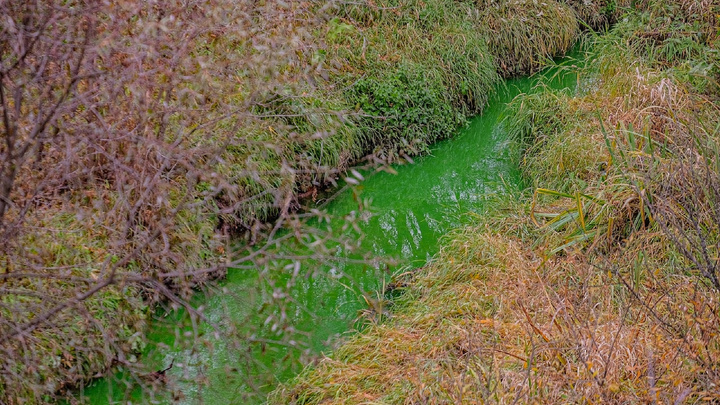 Прокуратура проверит, почему в Перми реки окрасились в зеленый цвет