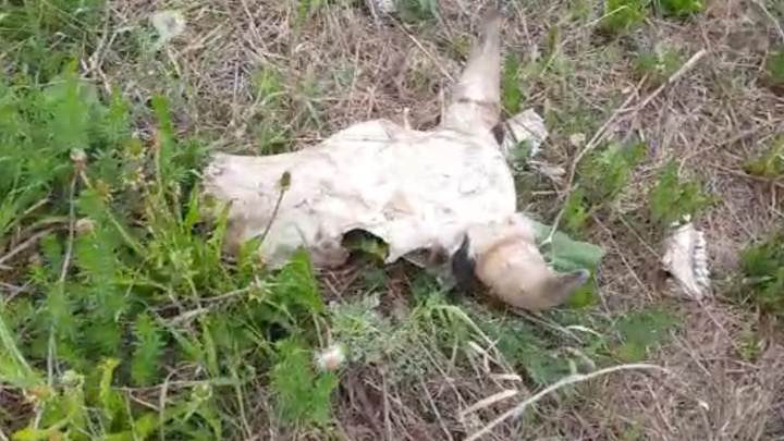 Жители коттеджей в Екатеринбурге нашли трупы животных рядом со своими домами