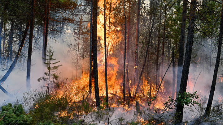 В Свердловской области за сутки возникло больше десяти новых пожаров. Региону нужны волонтеры
