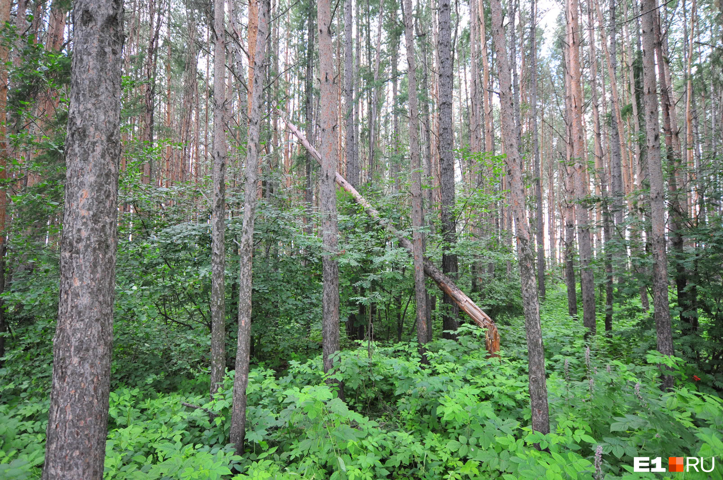 Для восстановления хвойного леса после нашествия сибирского шелкопряда требуется до ста лет