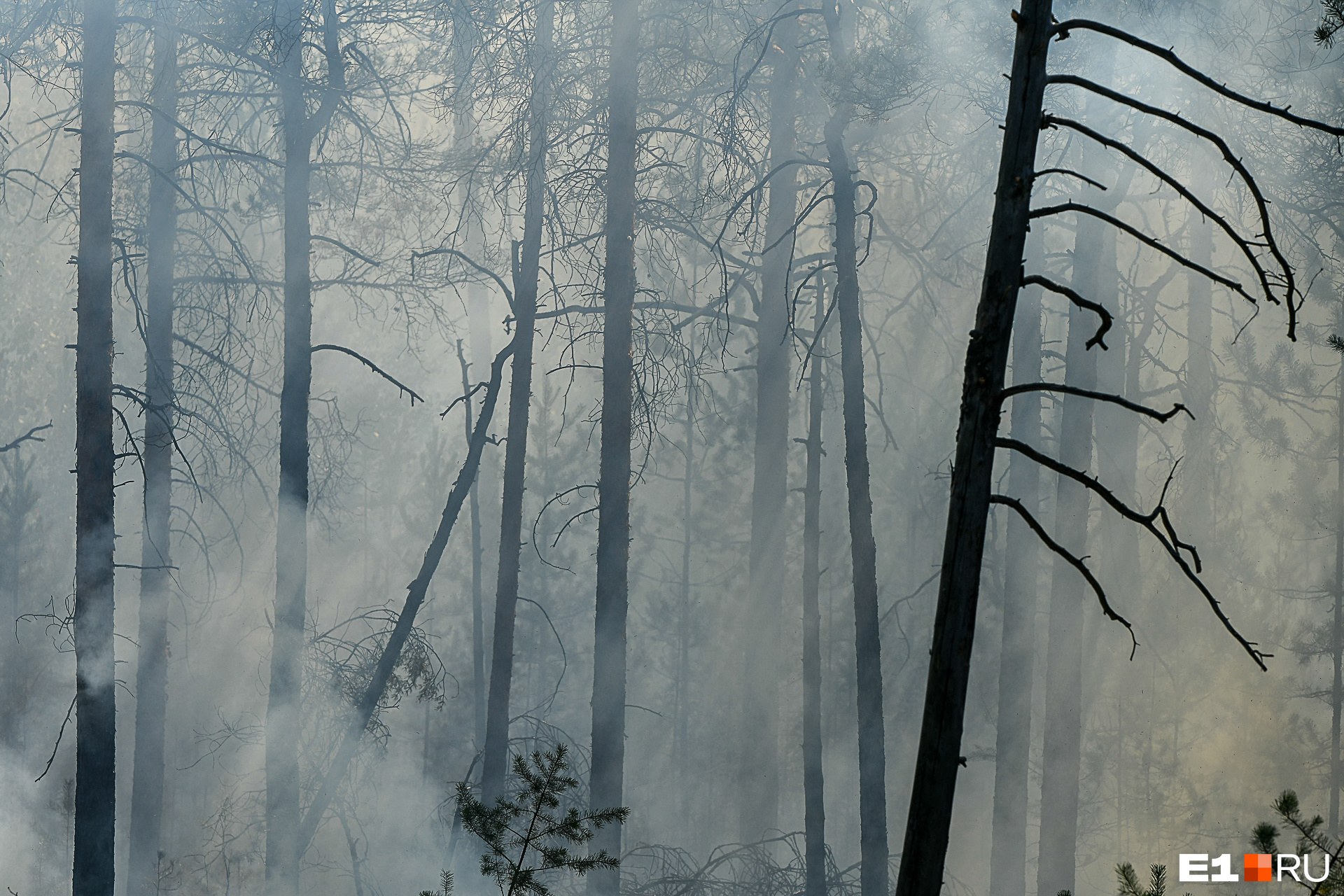 Лес заполнен дымом от пожара. В жару здесь просто нечем дышать