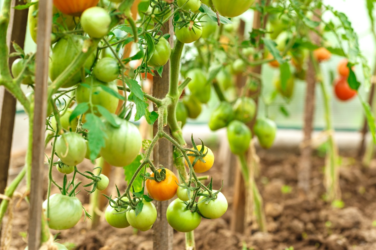Некоторые сорта томатов подвержены вершинной гнили. Определить их обычно можно только опытным путем