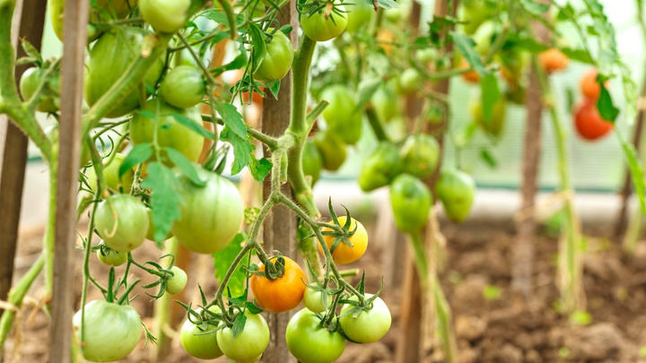 Подвязываем и правильно пасынкуем: советы агронома, как получить вкусные и мясистые томаты