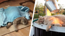 Под мокрым полотенчиком: 15 котов, которые нашли, как спастись от жары