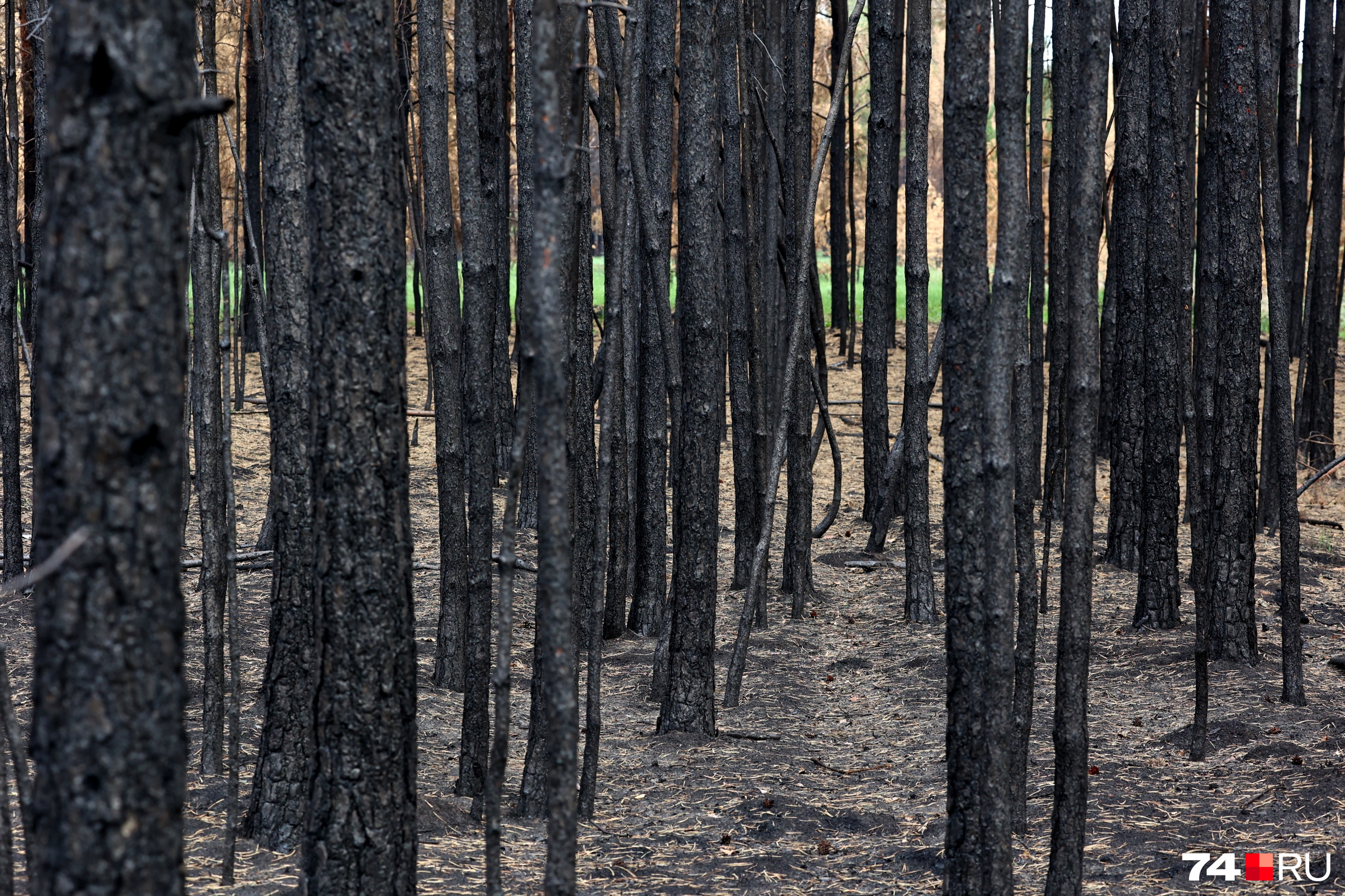Вдоль дороги на поселок тянутся километры сгоревшего леса