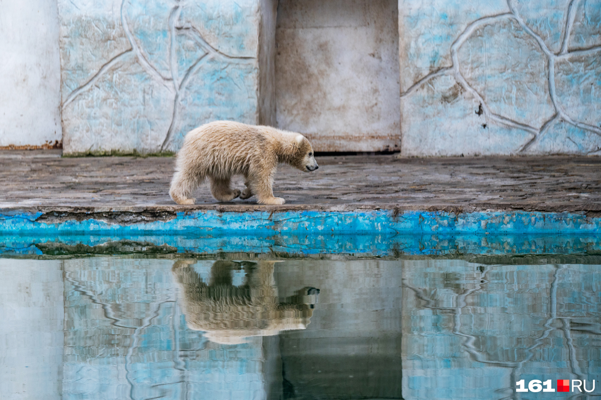 А вот и главная звезда ростовского зоопарка — белый медвежонок. Ему уже 4 месяца