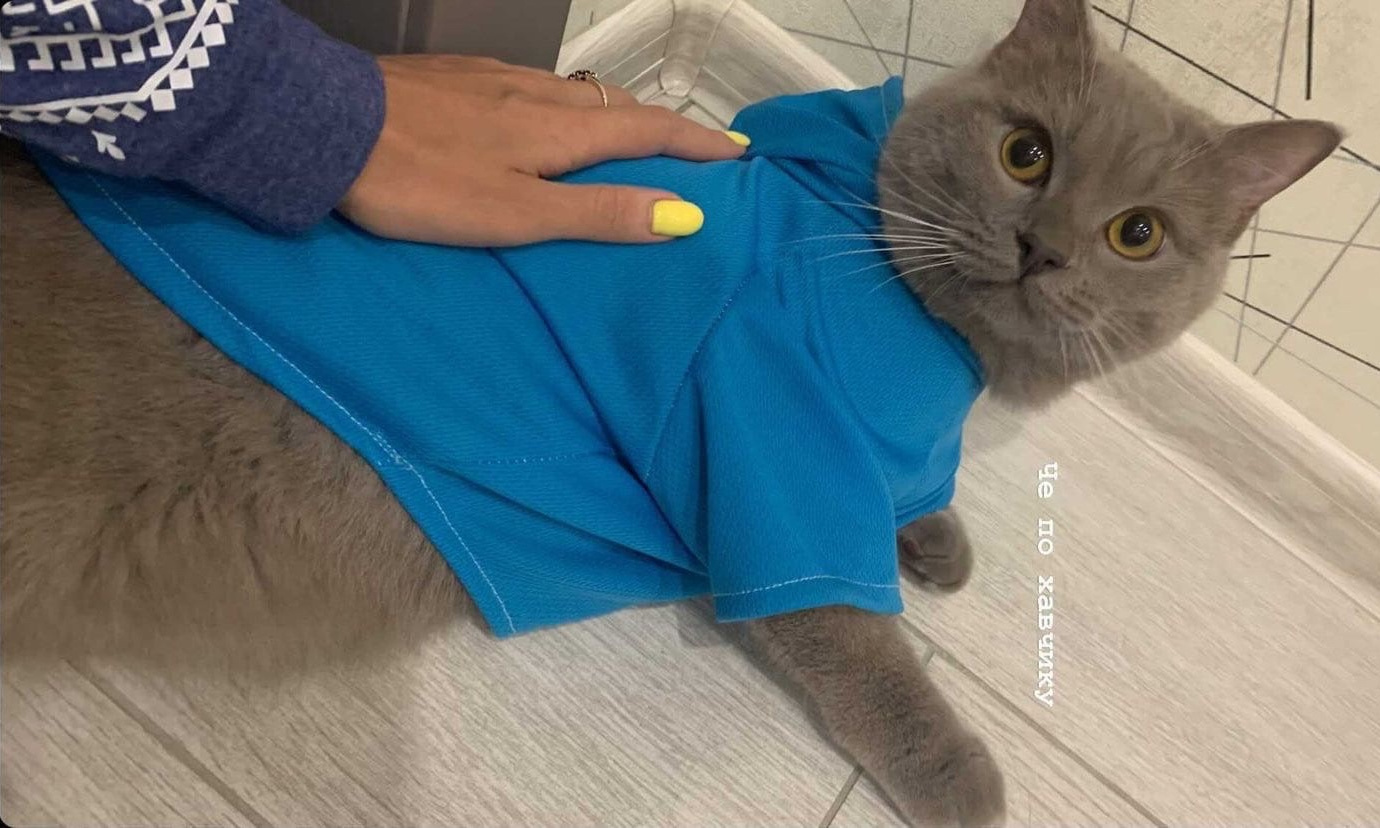 Кот Мирошка щеголяет по дому в футболке с капюшоном