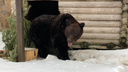 Весна не за горами: в челябинском зоопарке проснулся бурый медведь Степан