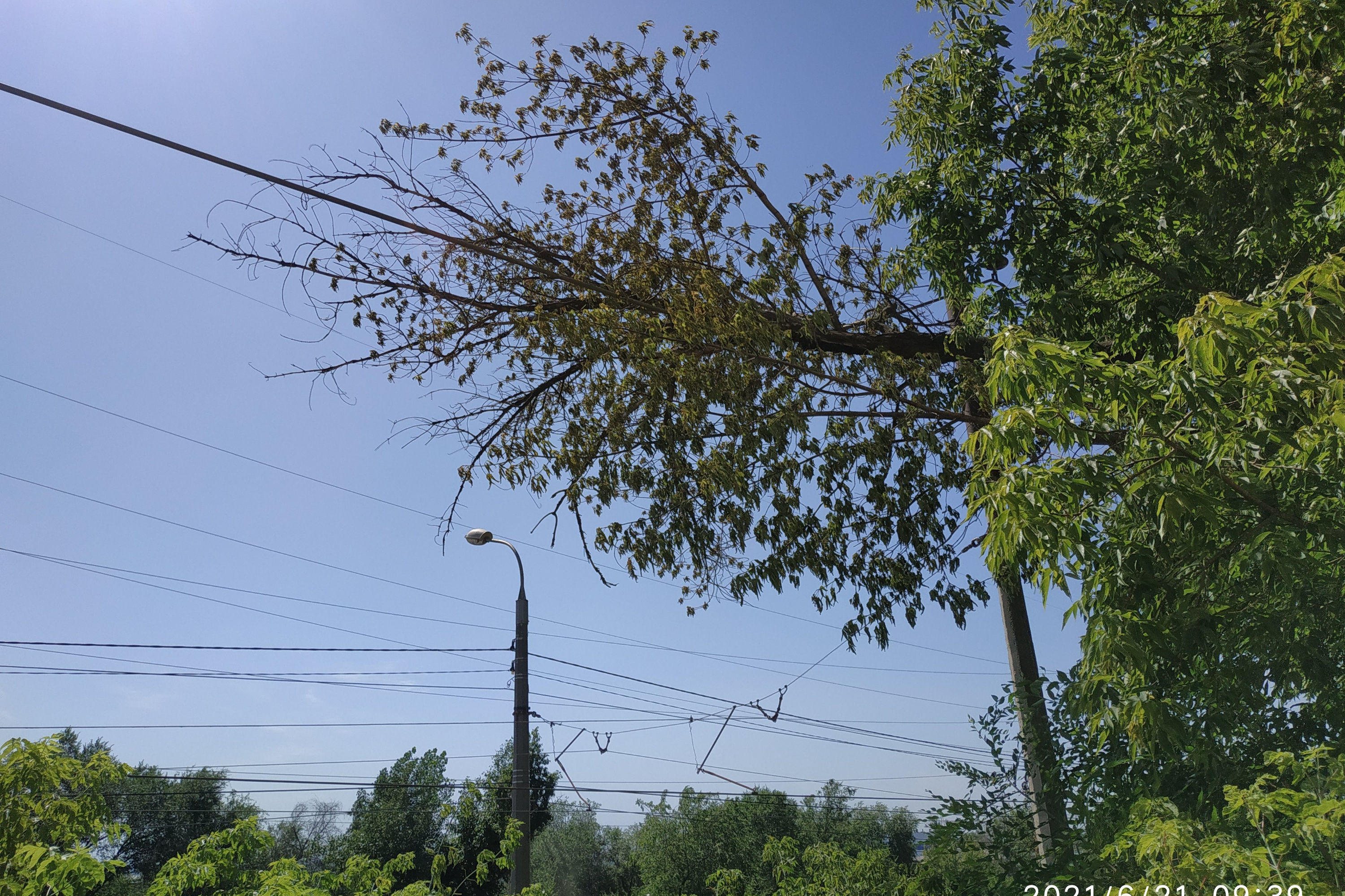 Упавшие ветки и деревья в деревнях и полях12 июня 2022 в Курской области