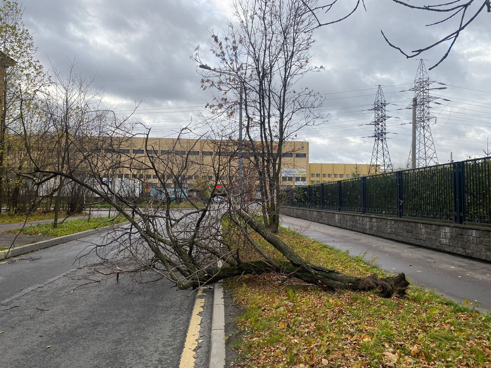 Число поваленных деревьев в Петербурге выросло до 72. В «Мариентале» шторм сломал 92-сантиметровый ствол березы