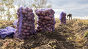 Почему картошка дорожает, какие сорта сажать, и когда копать — ликбез от ученого из Сибири