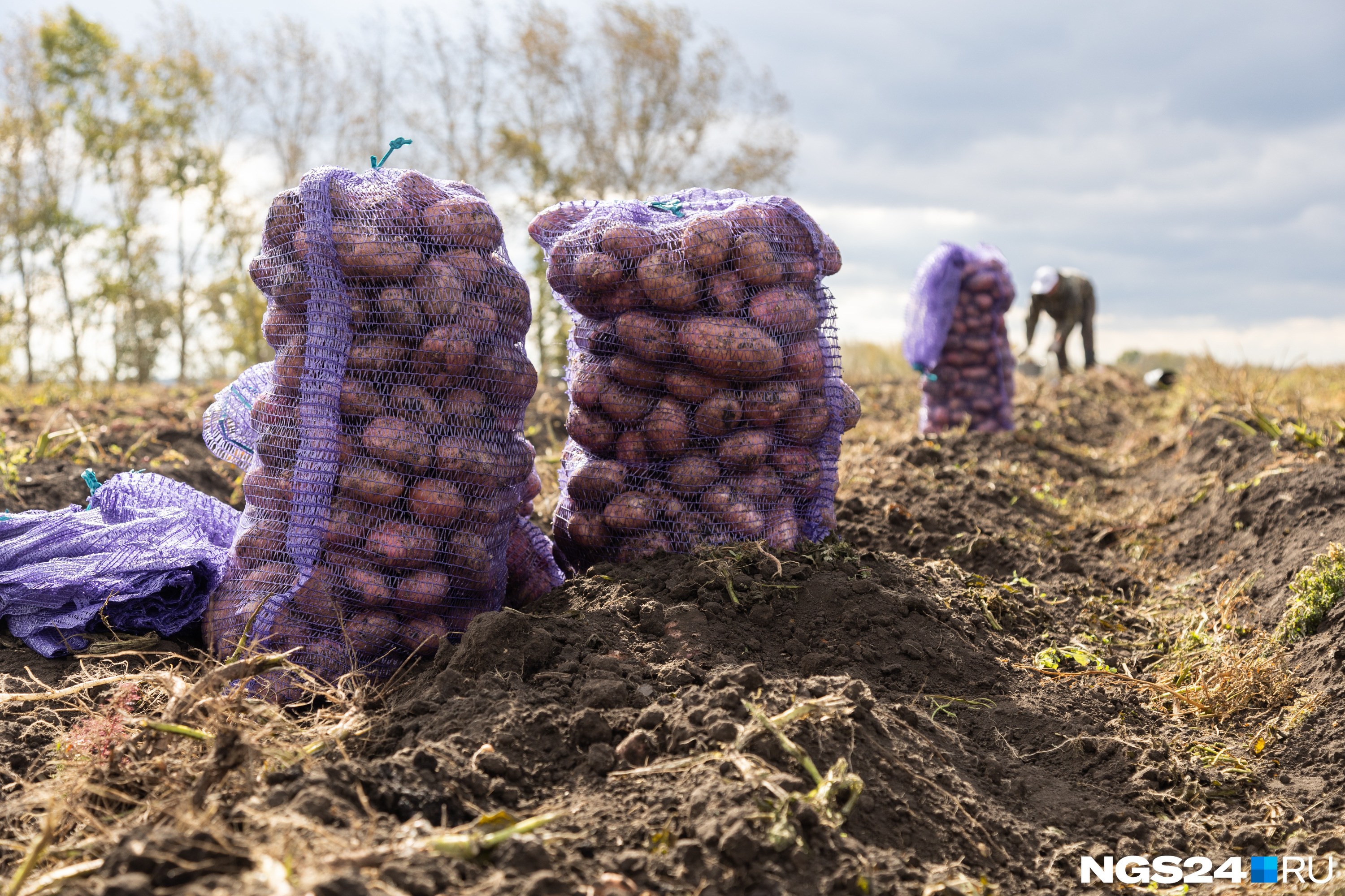 Почему цена на картошку в России зависит от евро и доллара, какие сорта сажать и когда копать — ликбез от ученого