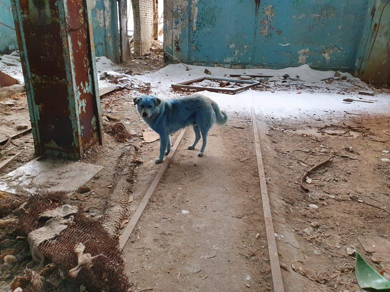 Голубых собак из Дзержинска осмотрели ветеринары. Их стерилизуют и отпустят обратно