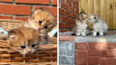 «Котенок может стоить больше 100 тысяч»: котята из сибирского питомника собирают миллионы просмотров в TikTok