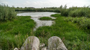Самая крутая речка Новосибирска: прогулка с НГС по берегам с костяникой, заповедным лесом и полянками для пикников