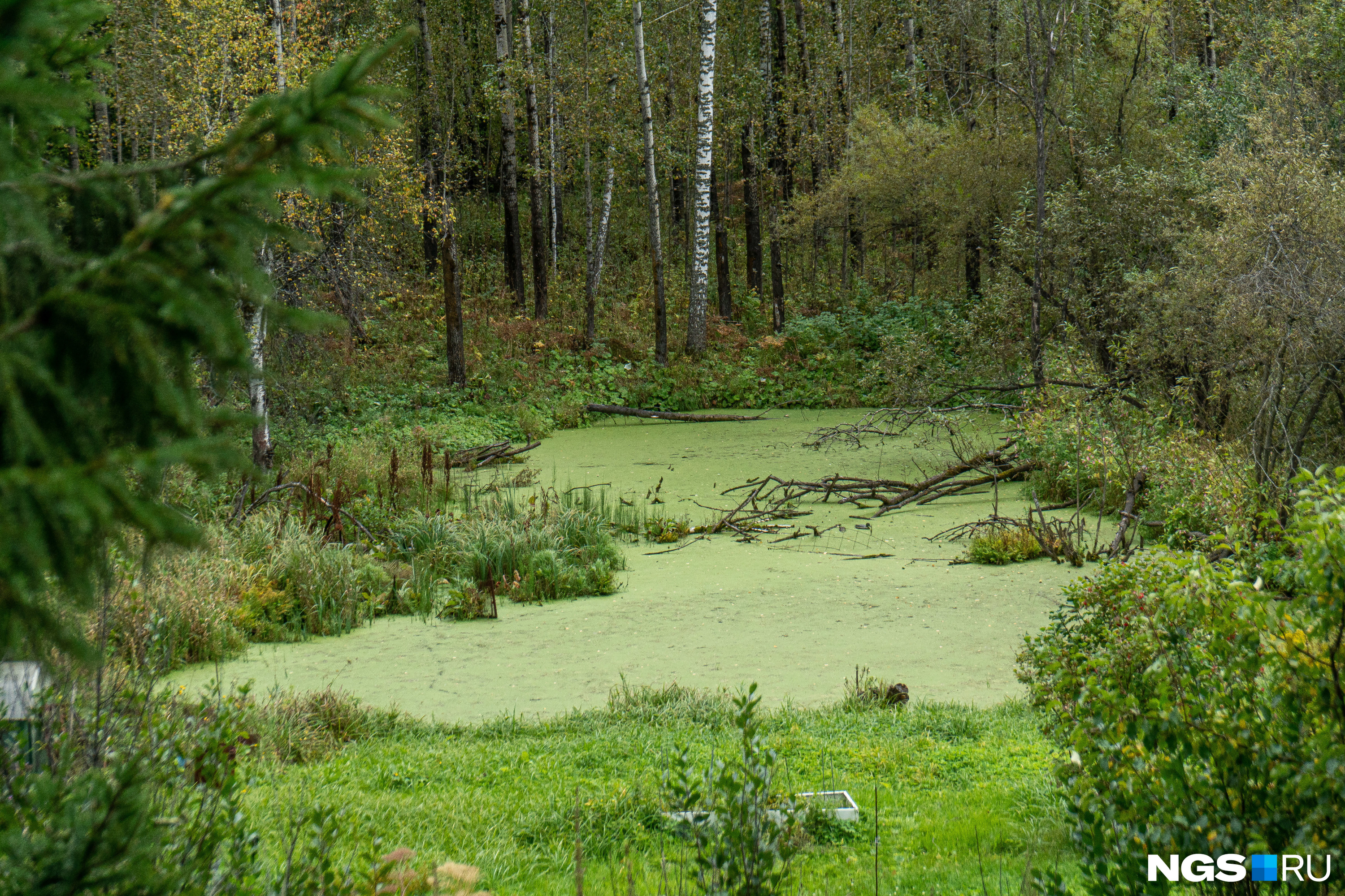Другие дачники запрудили речку, но пруд без должного внимания зарос и превратился в болотце