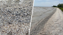 На берег Цимлянского водохранилища выбросило тысячи мертвых рыб