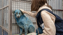 Собаки цвета берлинской лазури: выяснилось, почему животные в Дзержинске стали синими