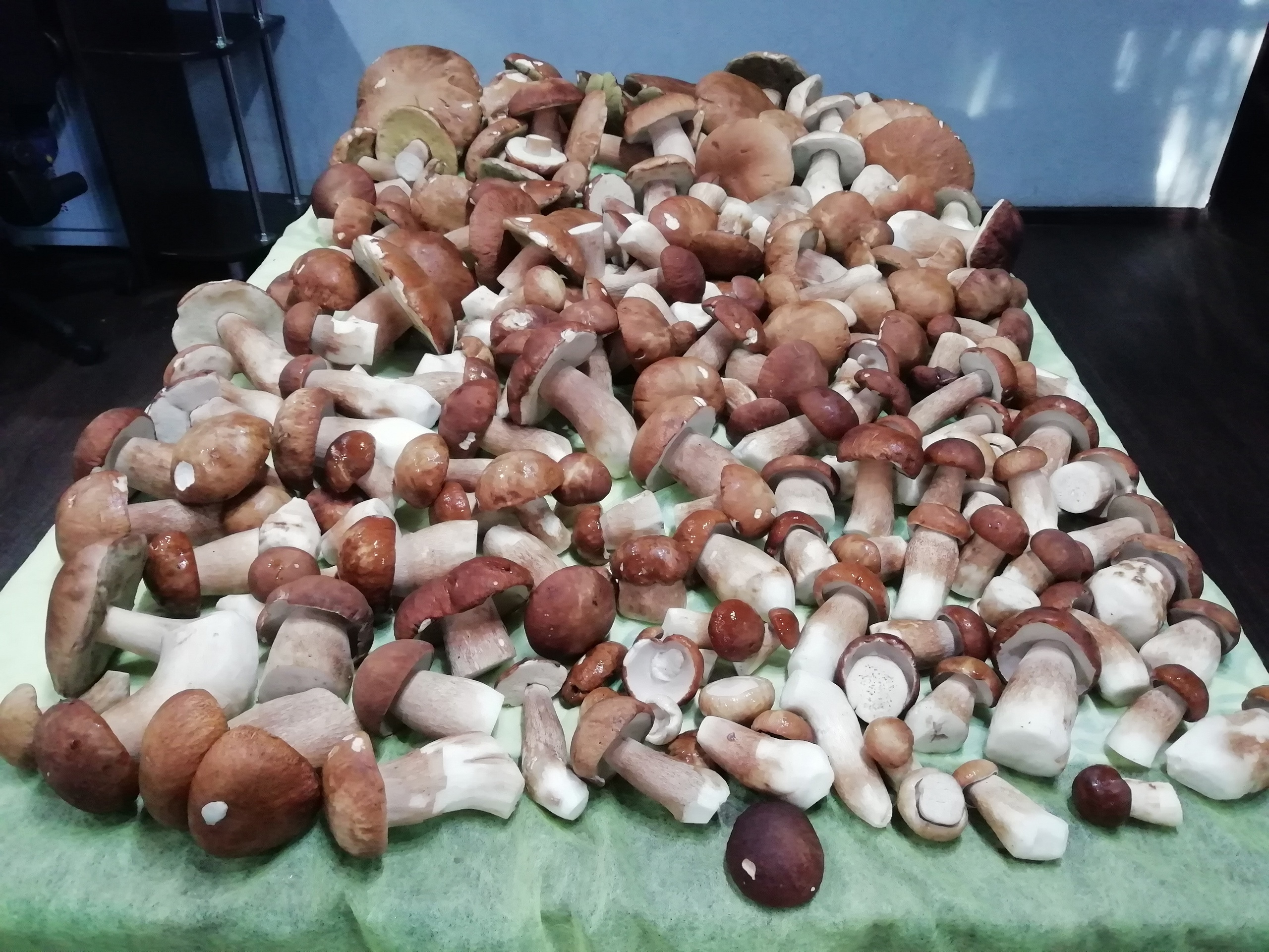 В Балахнинском районе много белых грибов