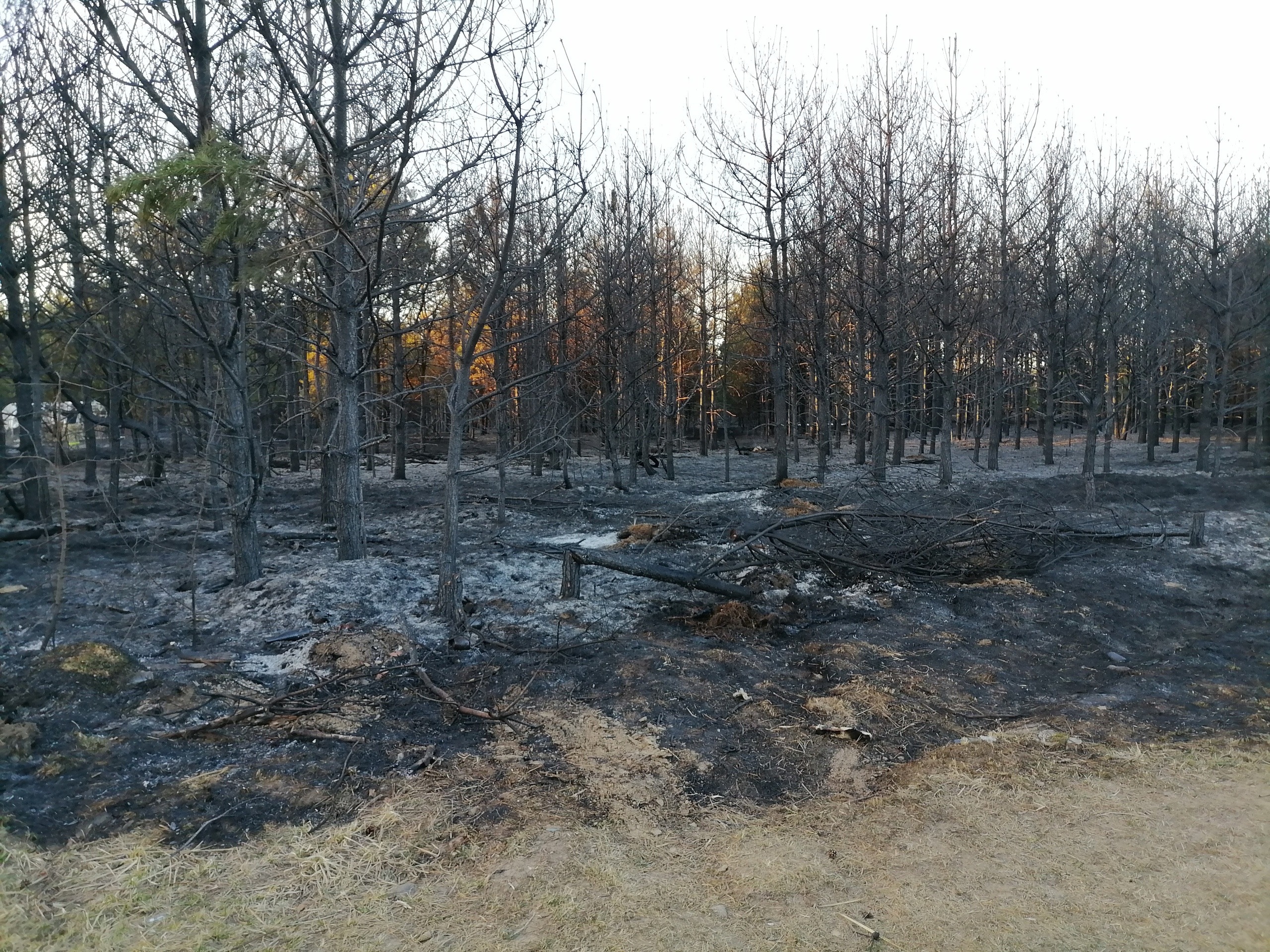Сгорели деревья