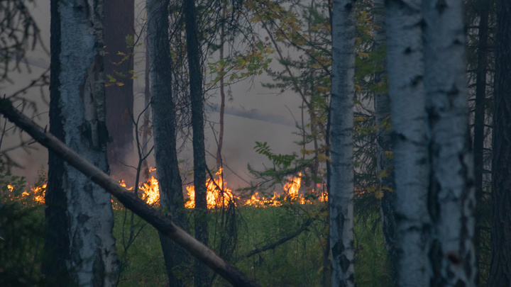 Почему пожар под Екатеринбургом не могут потушить неделю? Отвечают министр и лесоохрана