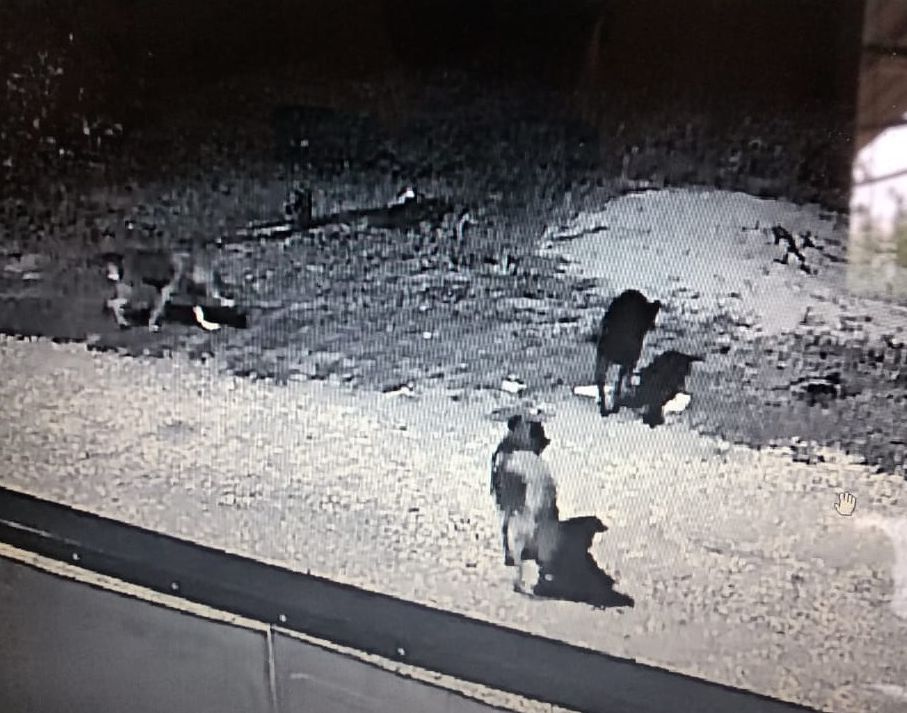 Бездомные псы, растерзавшие всех кур, попали на камеры видеонаблюдения