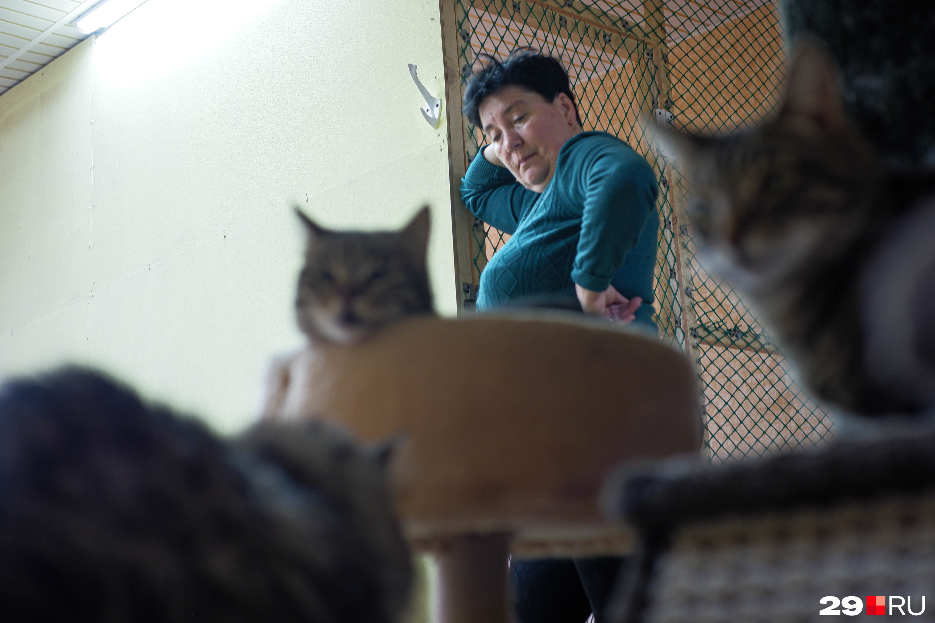 Волонтер Ольга стоит рядом с вольером (отгорожен сеткой), в котором располагаются неинфекционные кошки, болеющие онкологией, и старички, которым тяжело питаться сухим кормом