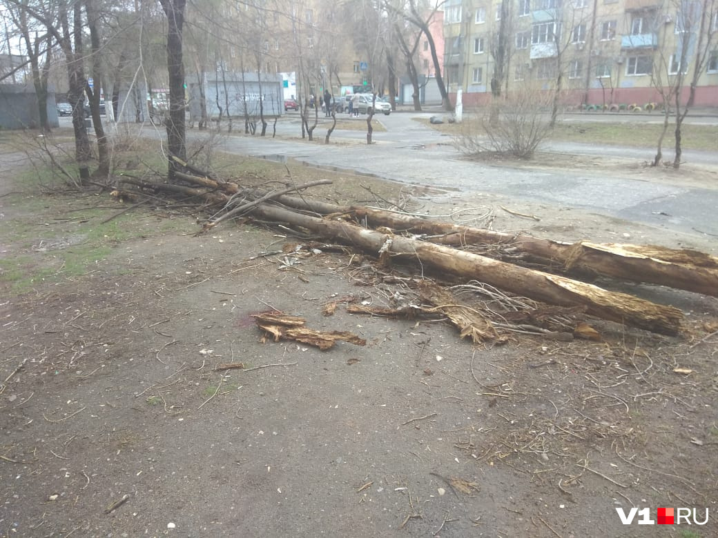 Второй жертвой рухнувших деревьев стала 54-летняя жительница северной части города Второй жертвой рухнувших деревьев стала 54-летняя жительница северной части города