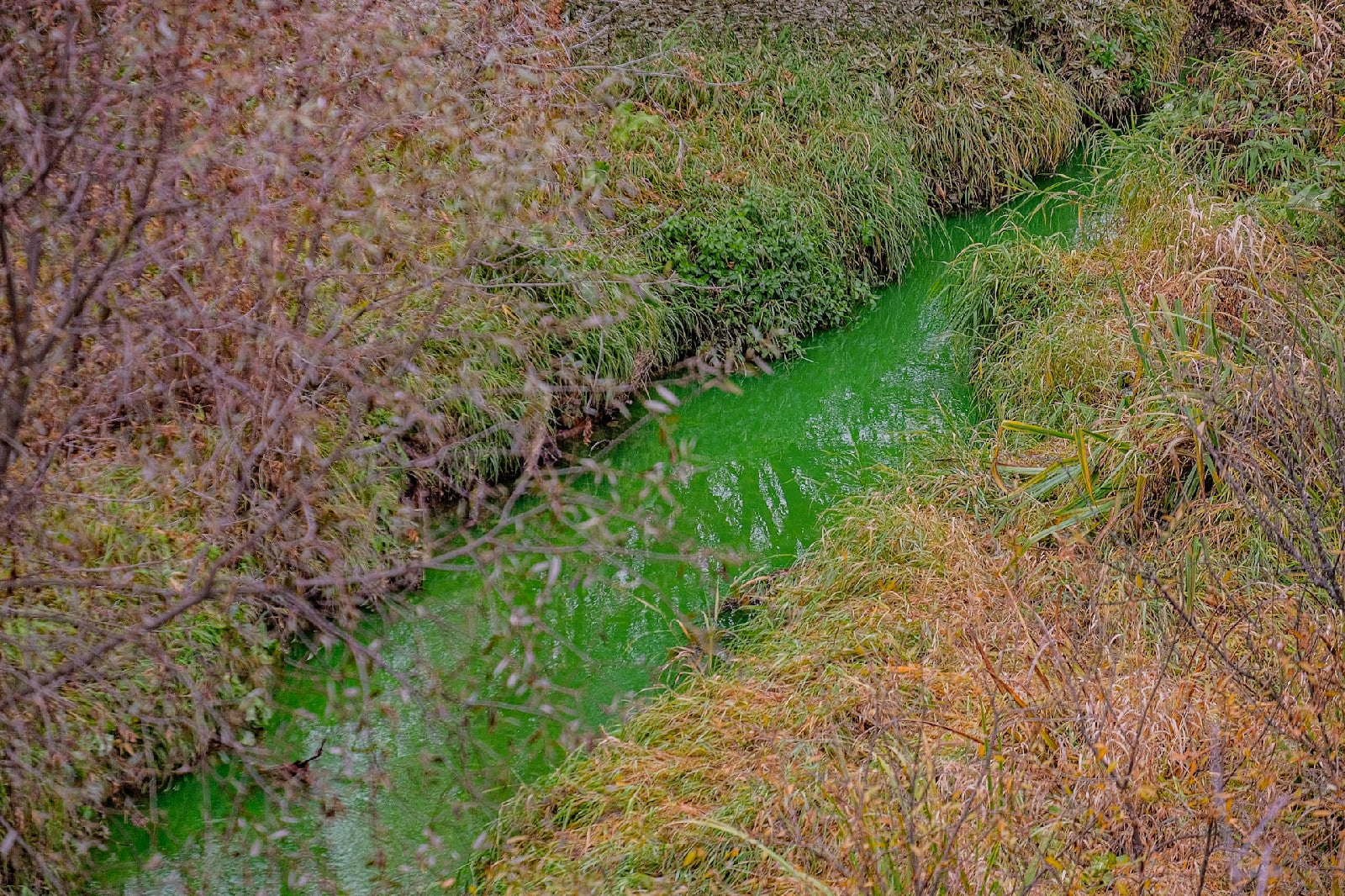 Зеленая река в России