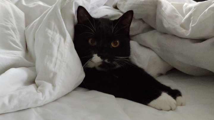 Заройтесь в одеяле: 10 советов от котиков, как согреться этой осенью