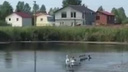 Лебедю, растерзанному собаками под Челябинском, проведут вторую операцию