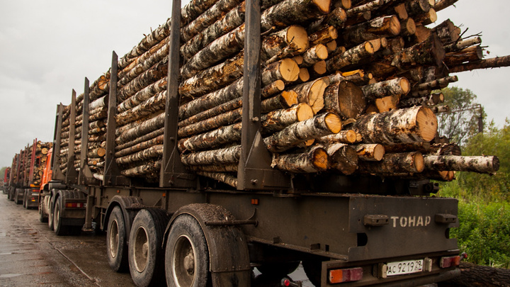 «Это проблема организации использования лесов»: власти Кузбасса объяснили рост цен на древесину