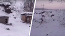 Под Новосибирском заявили о массовом отравлении <nobr class="_">собак —</nobr> пострадали как бездомные животные, так и породистые