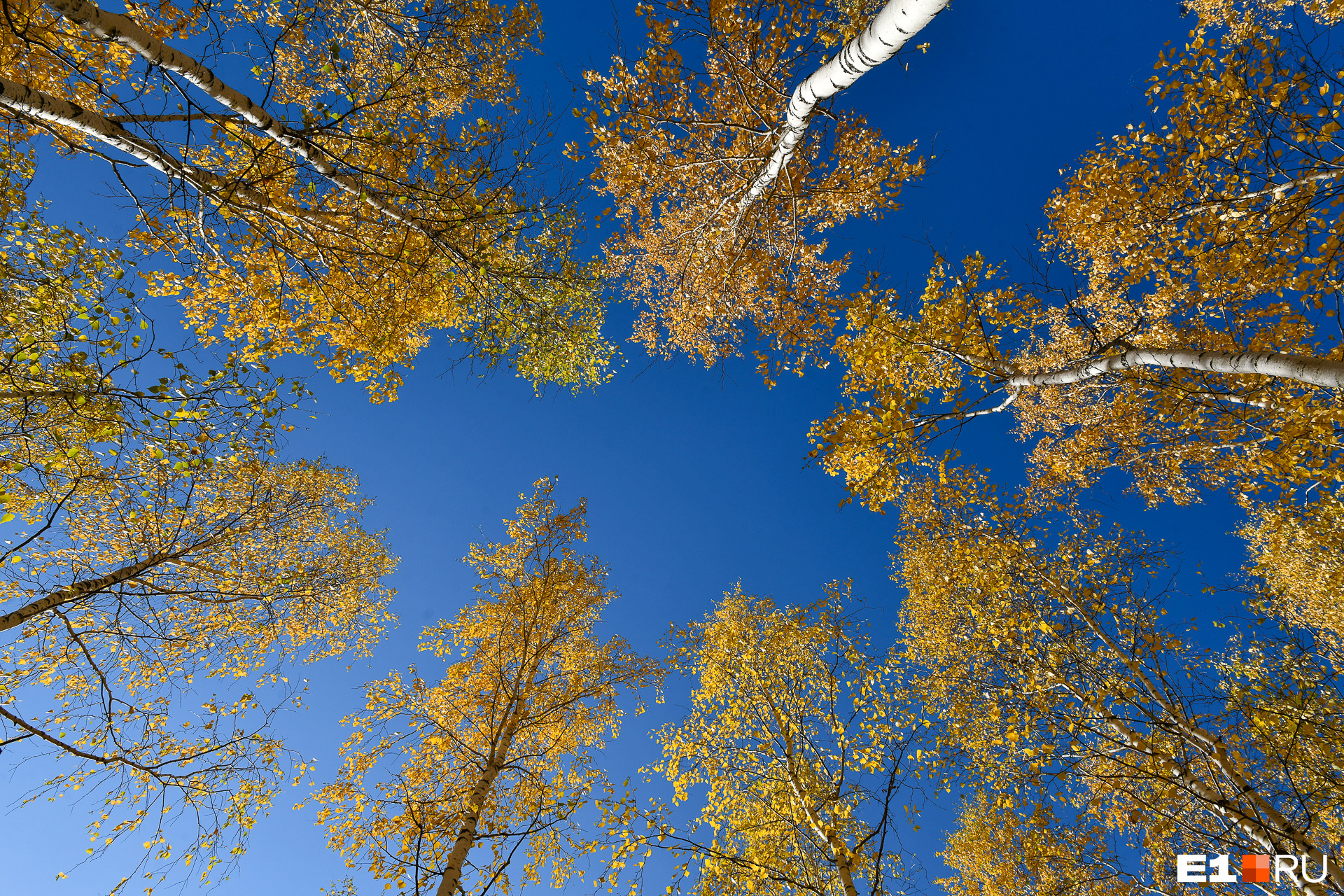 Самое красивое в осени — это, конечно, пожелтевшие деревья