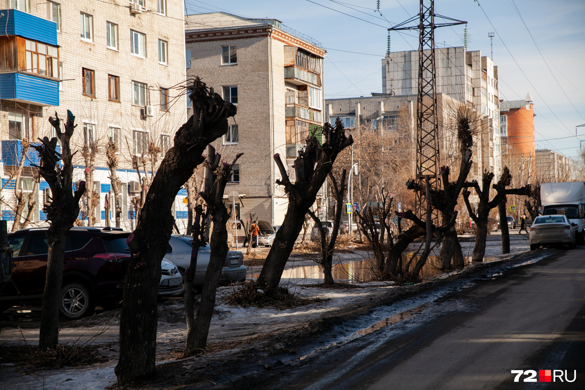 Оставшись без веток, дерево начинает пускать водяные побеги Оставшись без веток, дерево начинает пускать водяные побеги