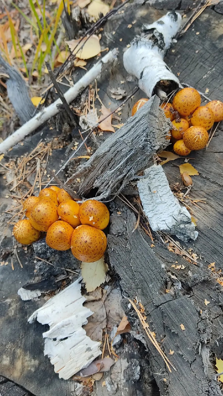 Даже если съедобных грибов вы не найдете, не расстраивайтесь: зато погуляли по лесу