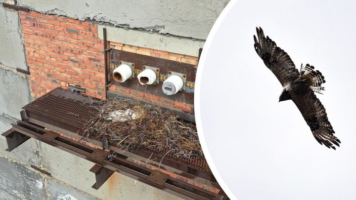 «У объекта хозяева есть»: в Норильске приостановили снос ветхого здания завода из-за гнезда птиц