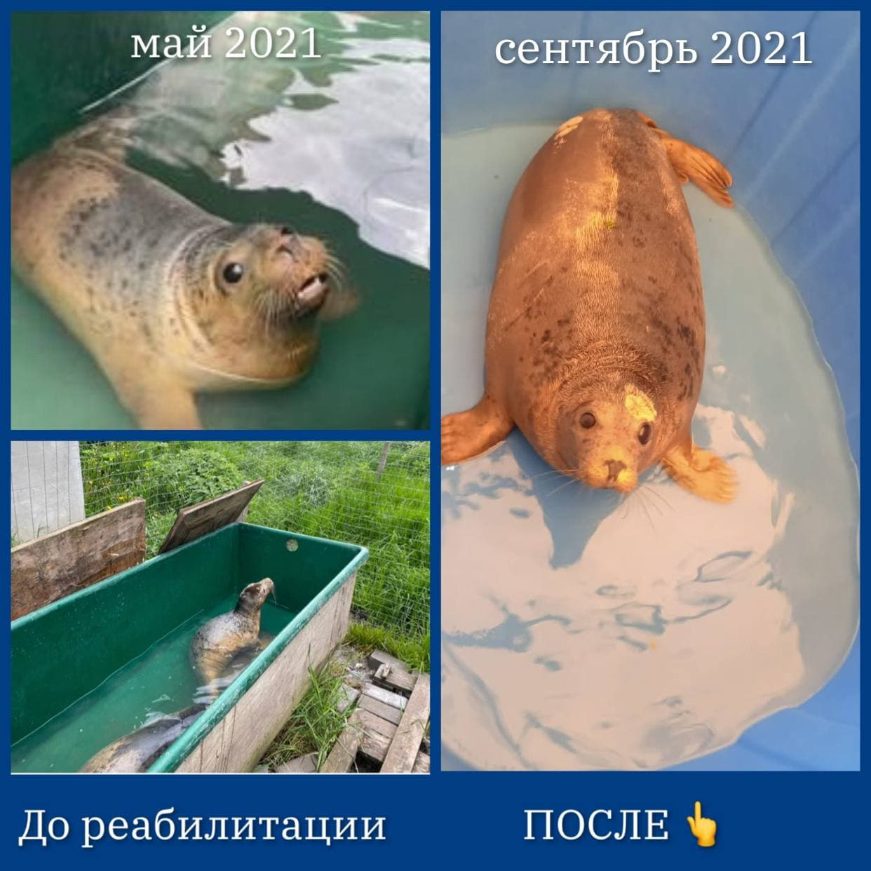 Петербургским активистам пришлось спасать тюленят после нерадивых калининградских коллег